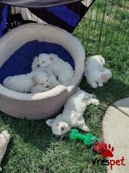 Ράτσα: Μαλτέζ - Maltese | Ηλικία: 2,5 μηνών | Φύλο: Αρσενικό | Αρ. Microchip: 978101012345678 | Ιδιώτης | Εκπαιδευμένο | Pedigree | Περιοχή: Αθήνα, Αττική